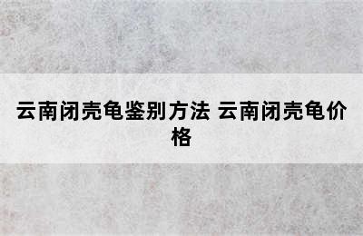 云南闭壳龟鉴别方法 云南闭壳龟价格